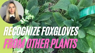 How to recognize foxgloves from green alkanet and comfrey [upl. by Aitekram]