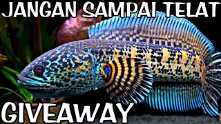 🔴 GIVEAWAY  JANGAN SAMPAI TELAT  PASAR IKAN HIAS JATINEGARA [upl. by Kayle632]