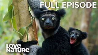 Indris’ Fight for Survival in Madagascar’s Rainforest  Land of Gremlins Ep101 [upl. by Eidlog935]