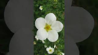 Shrubby Cinquefoil Dasiphora fruticosa white flower variety in Rose Family Rosaceae [upl. by Roley]