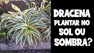 DRACENA GOSTA DE SOL OU SOMBRA [upl. by Adnulahs493]