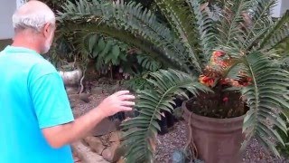 How to transplant Cycads and Suckers Update [upl. by Ayifa]