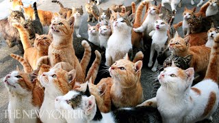 Why Humans Are Obsessed with Cats  Annals of Obsession  The New Yorker [upl. by Nivrehs]