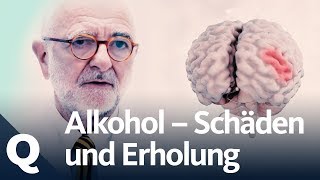 Wie gut kann sich der Körper vom Alkohol erholen  Quarks [upl. by Tabber]