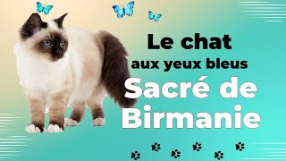 Le chat Sacré de Birmanie  le roi des chats [upl. by Otreblig655]