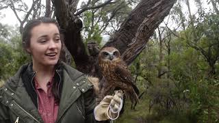 Frogmouths and Owls  Animals Anonymous [upl. by Prinz490]