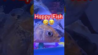 Happy Fish aquarium fish turtleaquarium pets animals viral machhali shorts video love yt [upl. by Cissej]