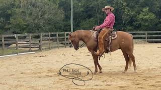 Young Colt Working on Seat Stop [upl. by Tanberg]