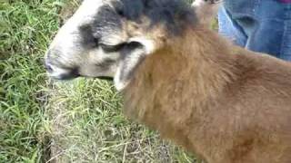 barbados blackbelly sheep near kuching [upl. by Nauqes]