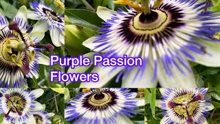 Passion Flower Perfection Septembers Blooming Beauty  Best  2024 [upl. by Laufer]