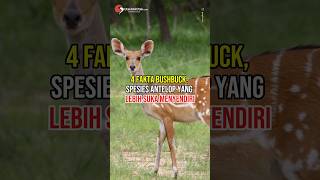 4 Fakta Bushbuck Yang Lebih Suka Menyendiri shorts animals hewanlangka faktaunik bushbuck [upl. by Jez]