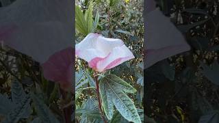 Hibiscus heterophyllus  Native Rosella [upl. by Yulma]