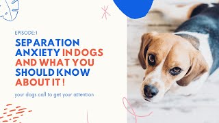 What is dog separation anxiety in dogs and what you should know about it [upl. by Annmarie]