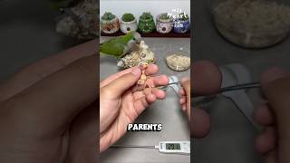 How to HandFeed a Newborn Parrot [upl. by Jeanie128]