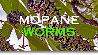 Mopani Worms Africas Nutritious Delicacy [upl. by Anevad]