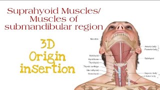 Suprahyoid Muscles All four layers  Origin insertion [upl. by Mattox866]