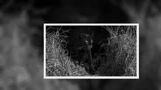 Ultrarare black leopard is photographed for the first time in 100 YEARS in Africa [upl. by Holman]