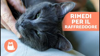 5 RIMEDI CASALINGHI contro il RAFFREDDORE nei GATTI 🐱✅ Cosa posso DARGLI [upl. by Oswin]