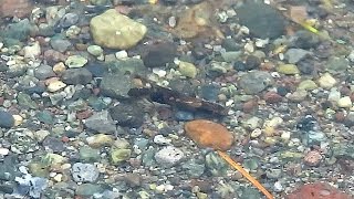 Caddisfly Larva  British Columbia [upl. by Johnathon]