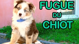 LA FUGUE du CHIOT Angie La Crazy Série  ANGIE MAMAN 20 [upl. by Ahseiyt918]