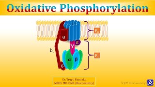 3 Oxidative Phosphorylation  Biological Oxidation  Biochemistry  NJOY Biochemistry [upl. by Baynebridge]