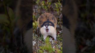 Lemming outside my house [upl. by Naeroled896]