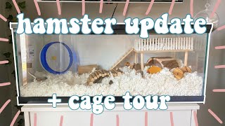 hamster update  cage tour [upl. by Aleta]