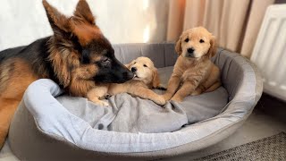 German Shepherd Treats Golden Retriever Puppies Like His Own [upl. by Neraa965]