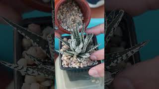 Retiro el SUSTRATO y trasplanto un ejemplar de Haworthiopsis Alba  Haworthia Alba Transplant [upl. by Ahsinauj573]