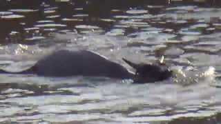 Crocodile Attack at the Mara River [upl. by Meriel]