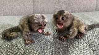 The most beautiful tiny finger marmoset monkey [upl. by Annawal12]