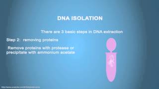 DNA ISOLATION  Simple Animated Tutorial [upl. by Mayberry]