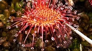 Temperate Sundew  Drosera care over winter [upl. by Brest]