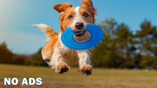 DOG TV Videos for Dogs to Prevent Boredom  The Best Music to Keep Your dog Happy When Home Alone [upl. by Ssidnac845]