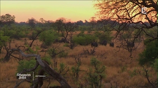 Botswana intense et sauvage  Échappées belles [upl. by Karol]