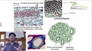 Plant anatomy lecture  plant anatomy class 11 CBSE class 11 biology [upl. by Gerstner944]