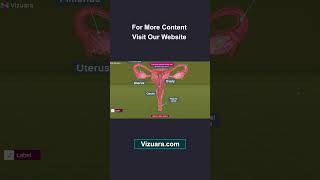 Female reproductive system  3D overview [upl. by Shani]