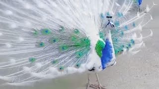 white peacock dance  white peacock open feathers and flying  white peacock sound  Animal Kingdom [upl. by Siouxie]