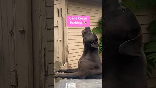 CANE CORSO BARKING🐶 canecorso barking dog shorts dogshorts [upl. by Thurber18]