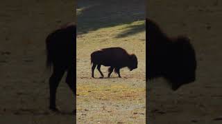 Arizona Zen  North Rim Bison [upl. by Nileuqcaj]