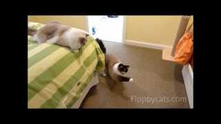 Ragdoll Cats Play With Neko Flies Small Kittenator [upl. by Eahsal]