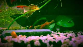 Red Swordtail 20 Long Setup [upl. by Newlin690]