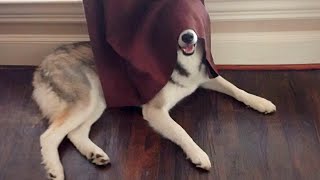 Huskies Are Really Big Drama Queens 🤣 Funny Animals Videos 2024 [upl. by Talich]