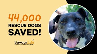 Over 40000 dogs and cats rescued [upl. by Jaime993]