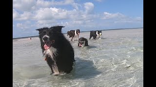 A Corgis 3 Sandbar Adventure in the Florida Keys The best activity for your dogs in the Keys [upl. by Nadab]