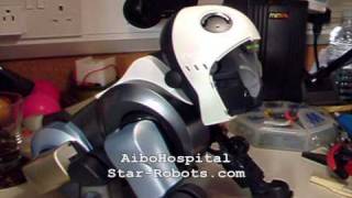 AiboHospital  Aibo with severe DHS [upl. by Akirdnwahs]