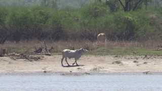 Last footage of crocodiles before the wet season [upl. by Soilisav604]