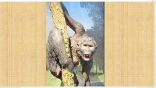 تطور الانسان الجزء العاشر والرد على حفريات مراحل التطور Pierolapithecus وOreopithecus و Graecopithe [upl. by Sibby]