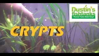 HOW TO KEEP Crypts in a planted tank Cryptocoryne spiralis Species Sundays Crypts [upl. by Drew]