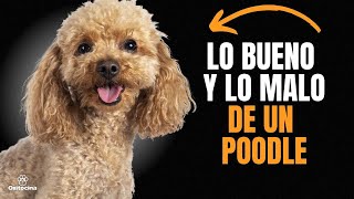 POODLE O CANICHE VENTAJAS Y DESVENTAJAS DE TENER UNO [upl. by Eeresed]